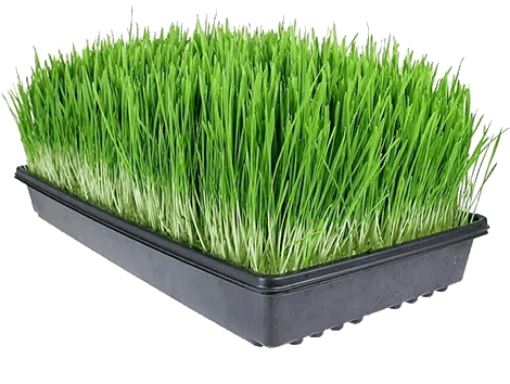 Wheatgrass Hidropónico