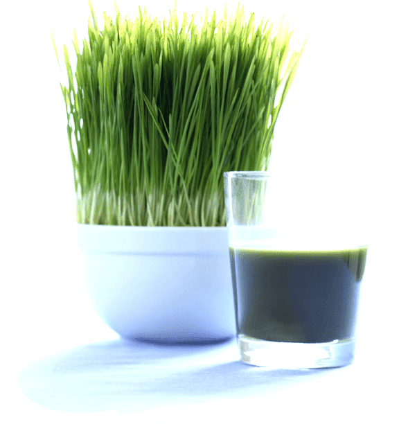 Wheatgrass